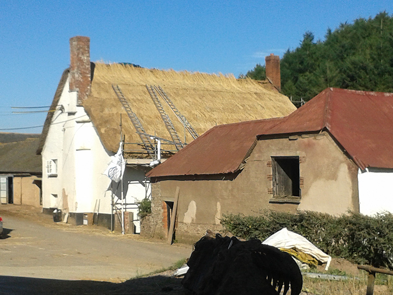 Rethatching Devon