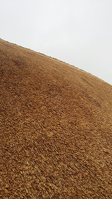 Thatching using water reed