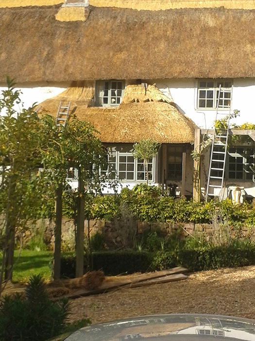 Pattern thatch ridge in progress
